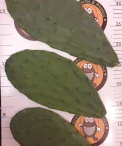 Prickly Pear Pads (Opuntia)