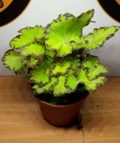 Small Plants