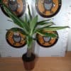 Dracaena Golden Coast