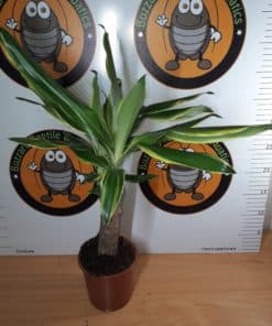 Dracaena Golden Coast