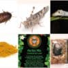 Bearded Dragon Feeder Pack