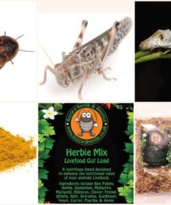 Bearded Dragon Feeder Pack