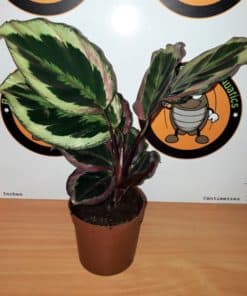 Medium Plants
