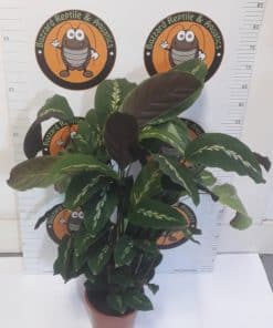 Calathea 'Maui Queen' 50cm