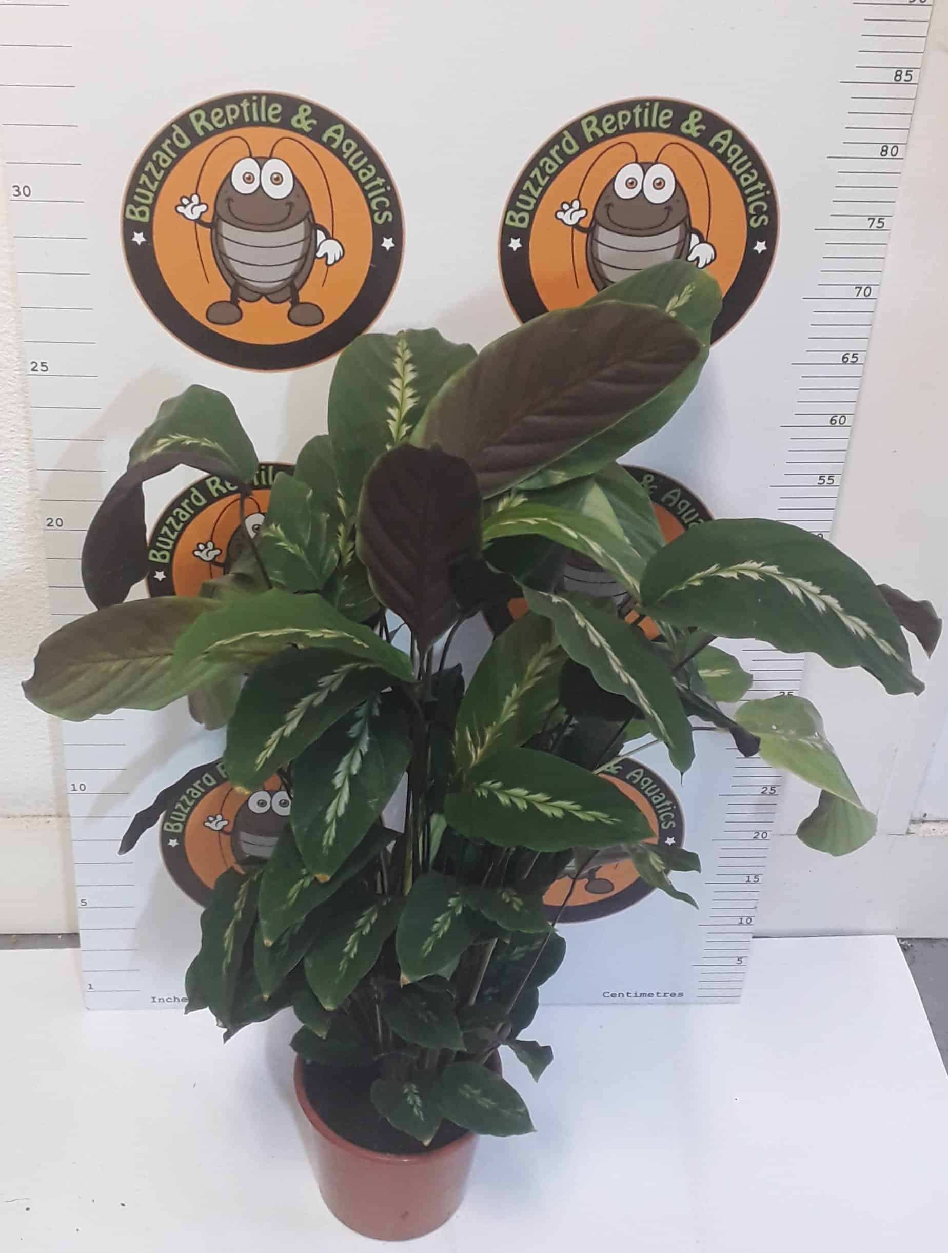 Calathea 'Maui Queen' 50cm
