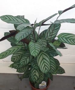 Large Plants
