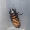 Madagascan Hissing Roach