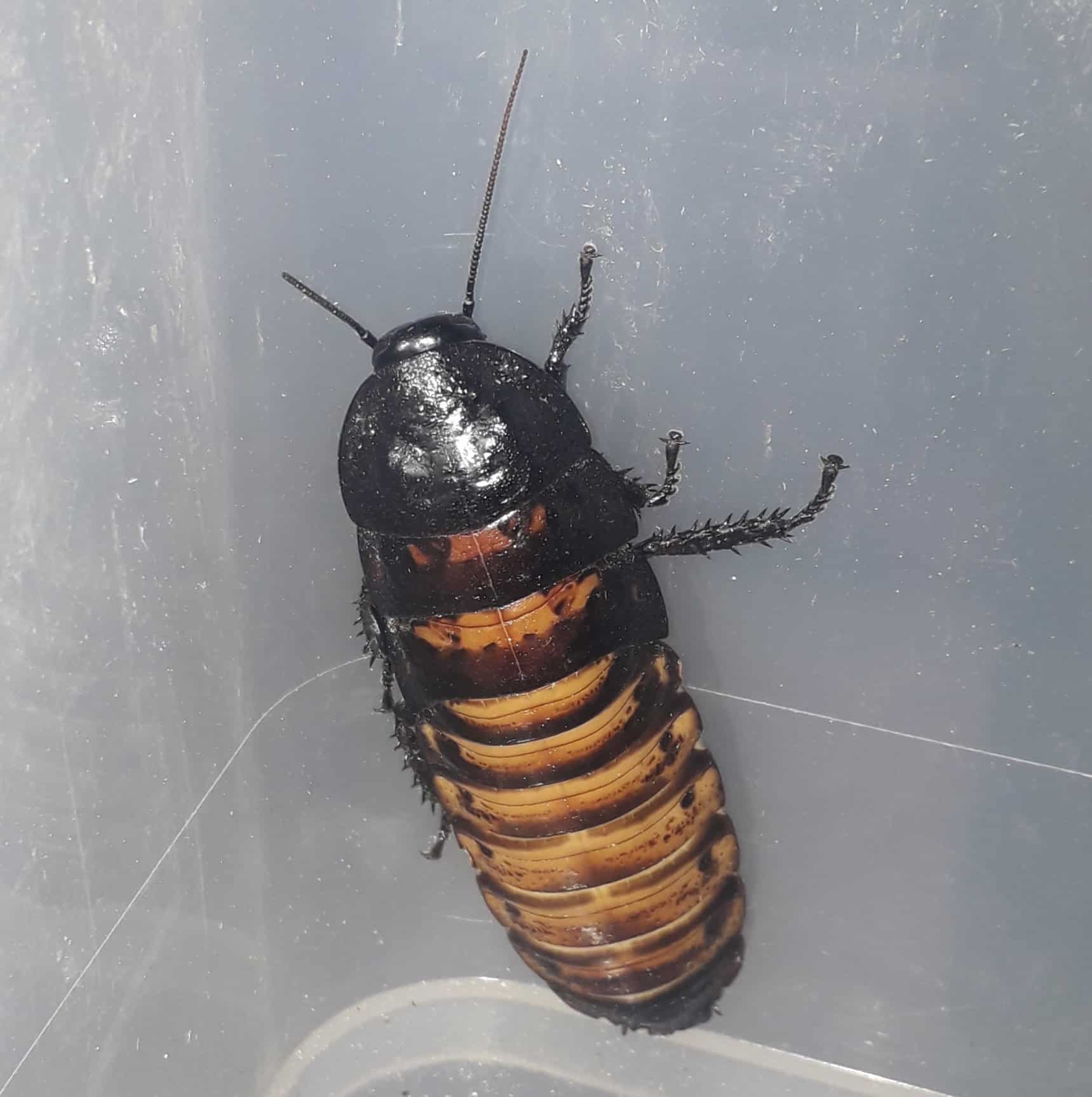 Madagascan Hissing Roach