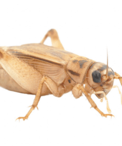 Crickets