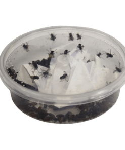 Flies