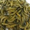 Morio Worms