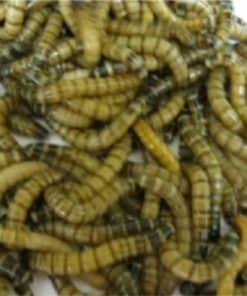Morio Worms
