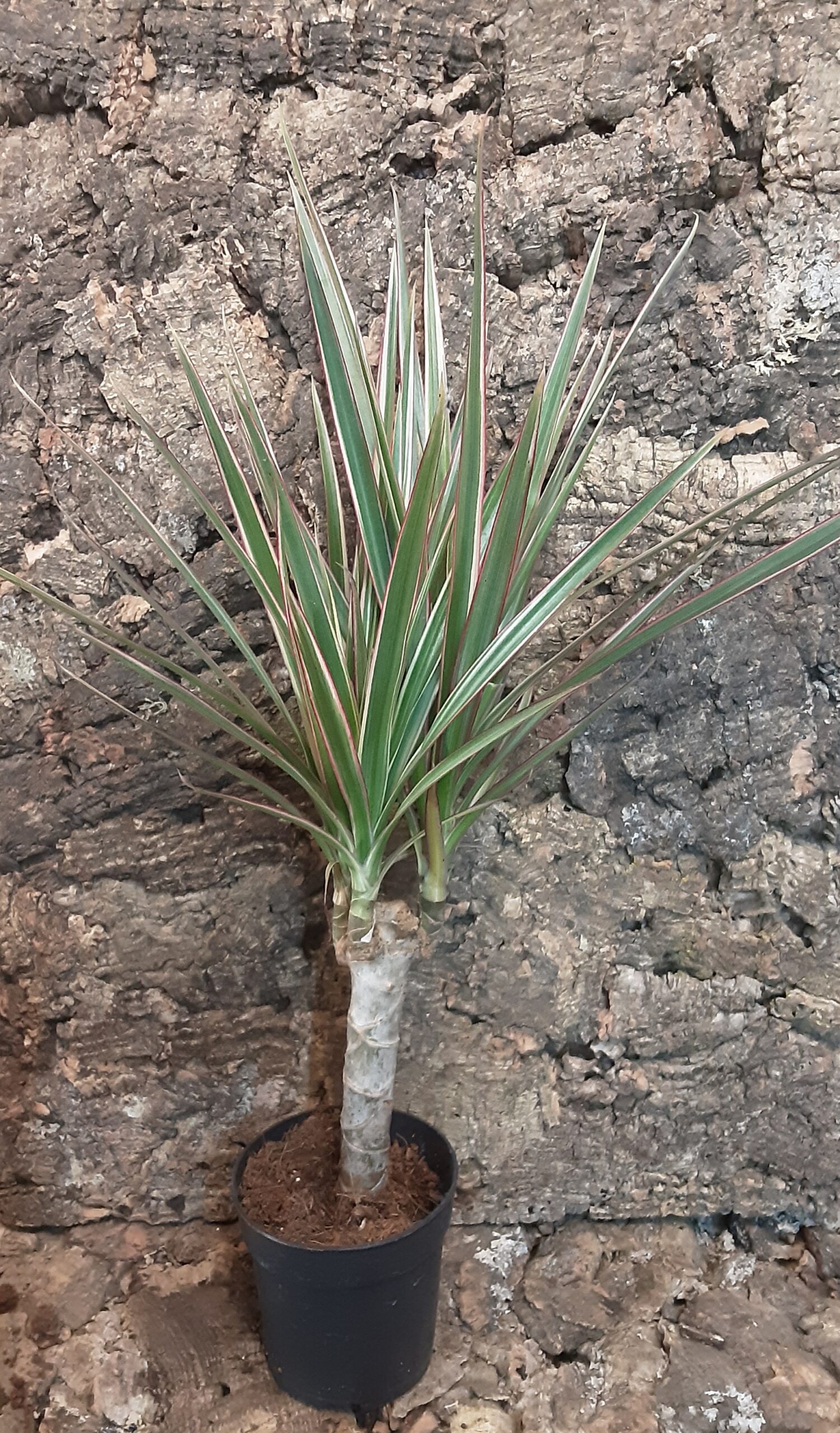 Dracaena Bicolour