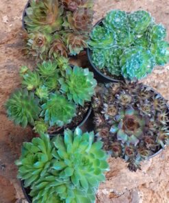 Sempervivum Medium