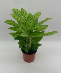 Calathea leopardina 40cm