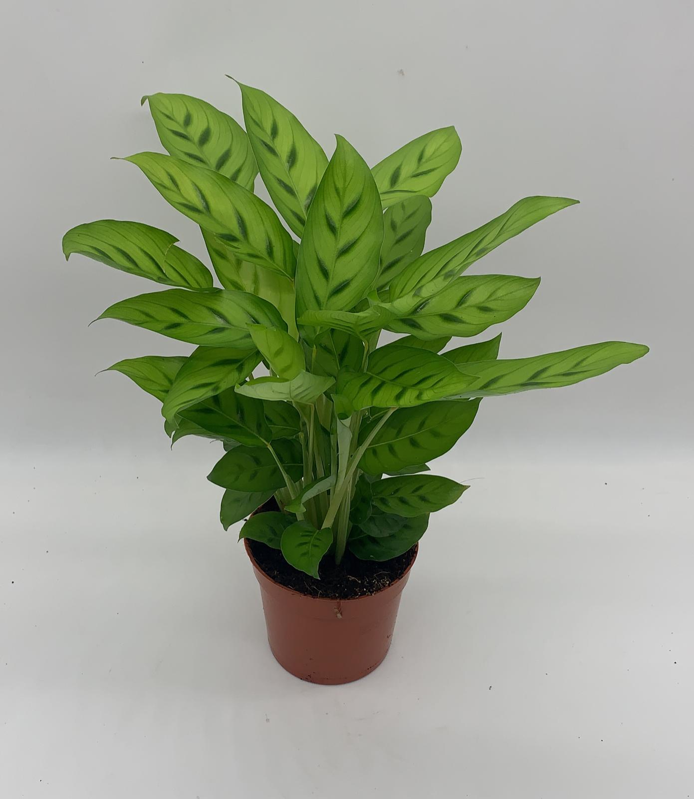 Calathea leopardina 40cm