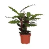 Calathea Rufibarba