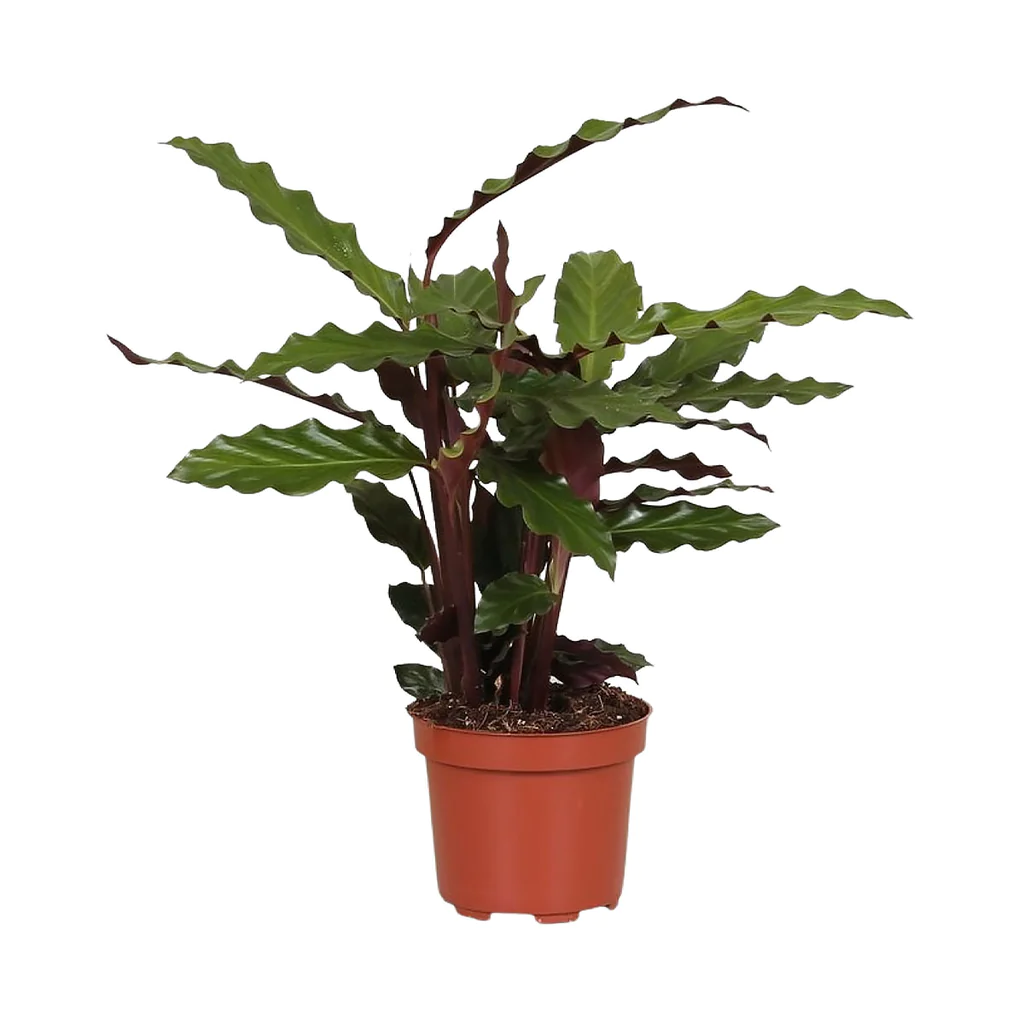 Calathea Rufibarba