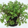 Callisia Repens