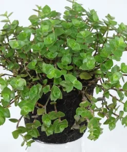 Callisia Repens
