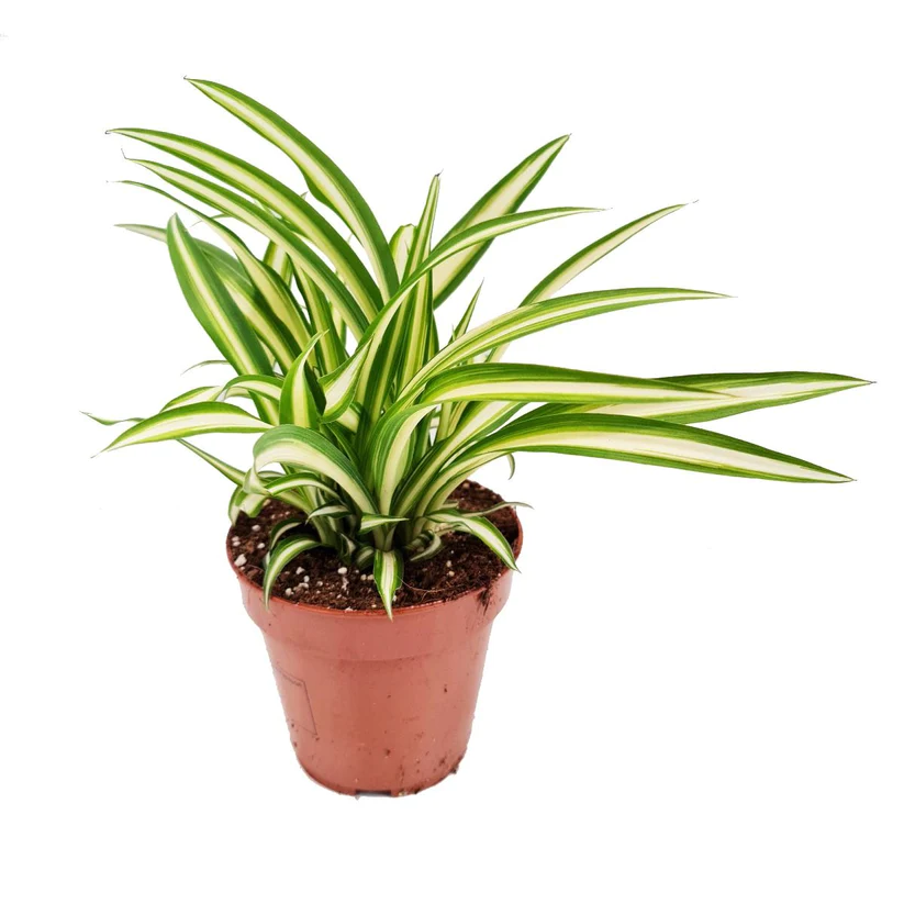Chlorophytum Atlantic