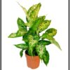 Dieffenbachia Compacta