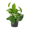 Epipremnum aureum