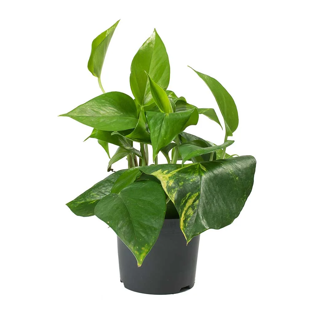 Epipremnum aureum