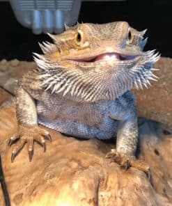 Bearded Dragon Electrics Pack