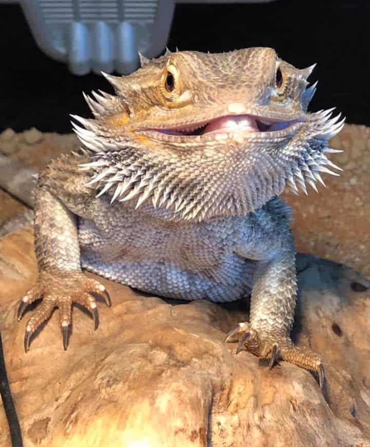 Bearded Dragon Electrics Pack