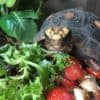 Tortoise Starter Kit - Linear T5 UV
