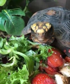 Tortoise Starter Kit - Linear T5 UV