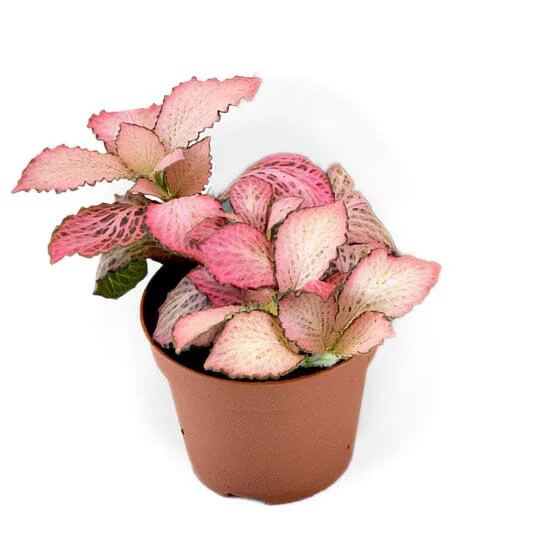 Fittonia Pink