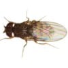Flightless Large Fruit Fly