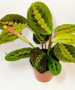 Maranta Fascinator
