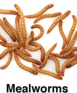 Mealworm