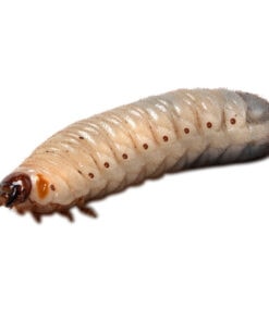 Pachnoda