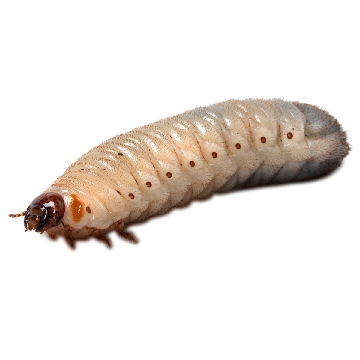 Pachnoda