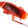 Red Runner Roaches