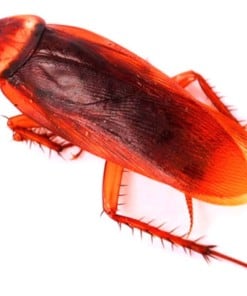 Red Runner Roaches