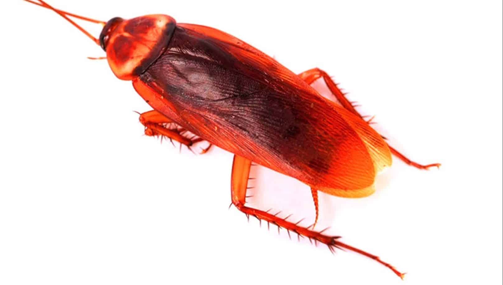 Red Runner Roaches