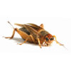 Silent Crickets - Bulk Bags - Approx. 500