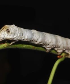 Silkworm