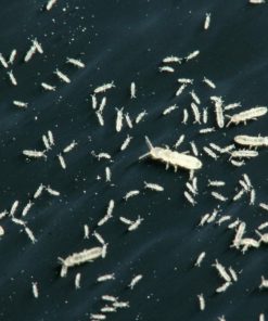 Springtails