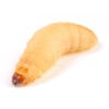 Waxworm