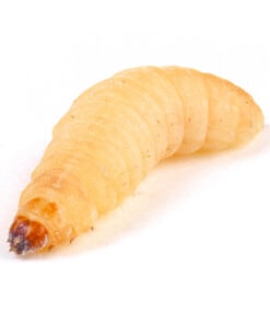 Waxworm