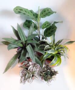Yemen Chameleon Plant Bundle - Small