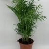 Chamaedorea Elegans