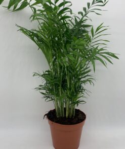 Chamaedorea Elegans