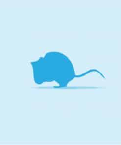 Frozen Mice